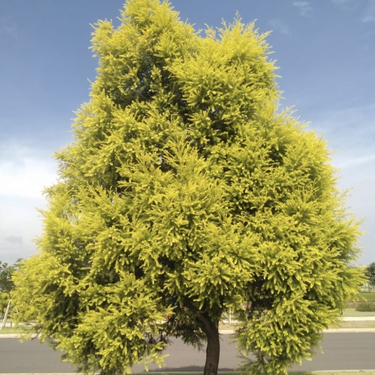 Pohon Kayu Putih Kuning